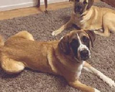 Two amazing dogs looking for new