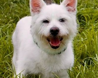 Bonnie (Bonded with Lulu) - Westie, West Highland White Terrier Female Dog for Adoption