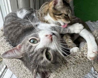 Alder & Juniper - Tabby Male Puppy for Adoption