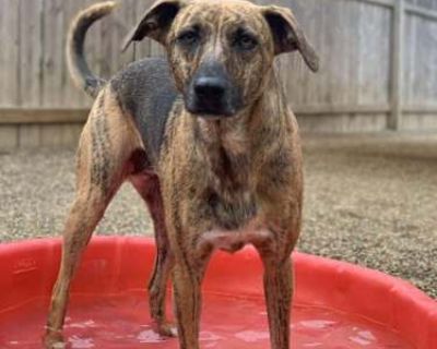 Marley - Catahoula Leopard Dog/Mountain Cur Mix Female Dog for Adoption