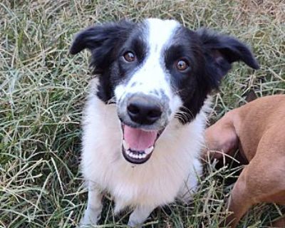 LG - Great Pyrenees/Border Collie Mix Male Puppy for Adoption