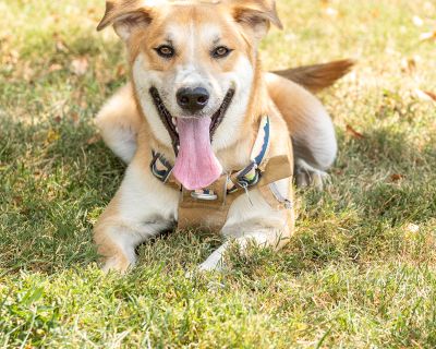 Brutus - Mountain Cur Mix Male Dog for Adoption