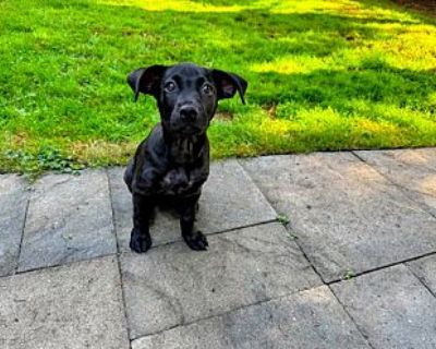 Francesca (fanny) - Labrador Retriever Female Puppy for Adoption