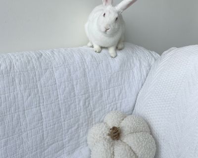 Popcorn - Bunny Rabbit Mix Female for Adoption