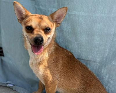 Cricket - Chihuahua/Mixed Breed (Small) Mix Female Dog for Adoption