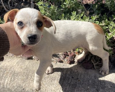 Peanut is ready to find his forever home! Apply at link below: https://www.shelterluv.com/matchme/adopt/BPRG/Dog. Out-of-town pets are cared for by non-local organizations who can make arrangements for the pet to be transported to your area. Learn More. Puppy Male Small