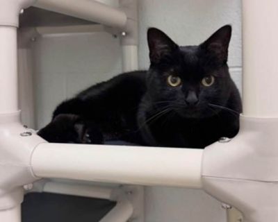 Adult. Black (all). Hair: short. Hello, I`m Sabrina! Here in my cozy corner of the shelter, I love to snuggle up with anyone who walks by. My days are filled with gentle purrs and curious glances at new friends. I`m quite the smarty too, figuring out puzzles and always knowing when it s time to cuddle or play. Being friendly and sweet, I make everyone feel at home. If you`re looking for a loyal...