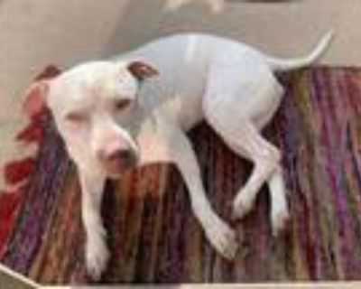 Adopt DELPHINE* a American Staffordshire Terrier, Pointer