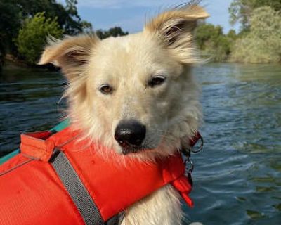 Oslo - Australian Shepherd Male Dog for Adoption