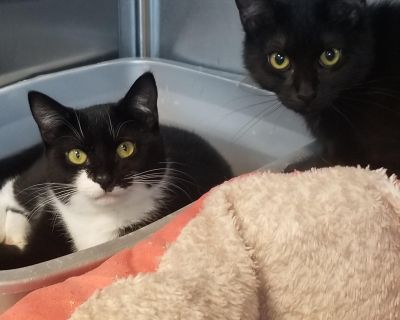 Tux & Echo - Domestic Short Hair Female Cat for Adoption