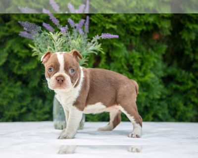 Litter of 2 - Boston Terrier Male Puppy for Adoption