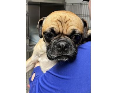 ROCKY - Pug Male Dog for Adoption