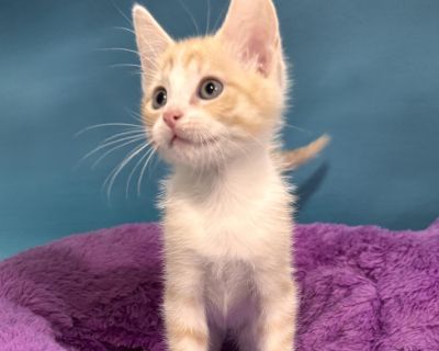 This is Trix (Stripes). SO SWEET!! Trix is very playful and outgoing. Trix and all her siblings came came to us as just tiny bottle babies when they were only a few days old, so reallly really they LOVE people. They are about 12 weeks old now and ready for their new home. They always wants to be with you. These babies are super friendly. They will follow you all around the house and jump on you...