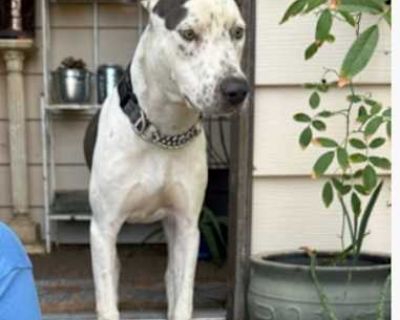 TULIP #2 - Staffordshire Bull Terrier/American Bulldog Mix Female Dog for Adoption