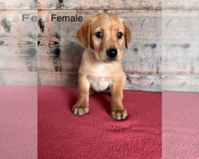 Labrador Retriever Puppy for Sale