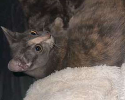 Meet this sweet little lady she s full of personality and charm. She s the kind of cat who will make you laugh every single day with her funny quirks and adorable chatter. She loves to talk to you, sharing her opinions in the cutest meows and trills, as if she s having a full conversation. Her playful spirit and silly antics can brighten even the dullest day. But once she gets to know you once ...