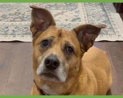 Hayley - Boxer & American Staffordshire Terrier Mix Female Dog for Adoption