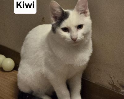 Kiwi is a beautiful white kitten with a gray tail and several gray spots. She is friendly and playful. She can be a little shy meeting new people.. Characteristics Friendly, Playful Coat length Short House-trained Yes Health Vaccinations up to date, spayed / neutered.. Young Female Medium White