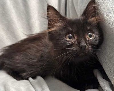 Child. Black (all). Introducing Mavis, the fearless fluffball with a heart full of mischief and a belly that s always ready for treats! With her silky black fur and wide-eyed curiosity, Mavis is the undeniable leader of her litter first to explore, first to pounce, and definitely first in line when the treat bag crinkles. She loves toys of all kinds, especially ones she can bat across the room ...