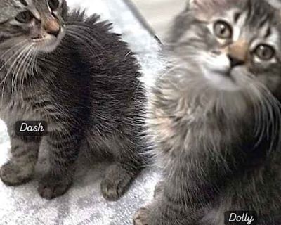 Dolly - Domestic Longhair Female Cat for Adoption