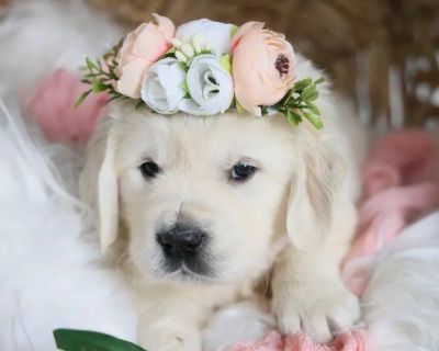 English Cream Golden Retriever Puppies