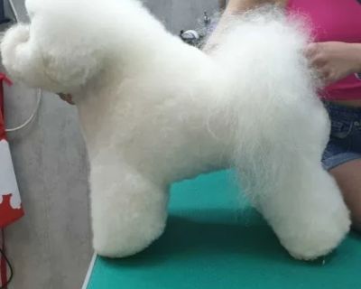Adorable Bichon Frise Puppies for Sale!