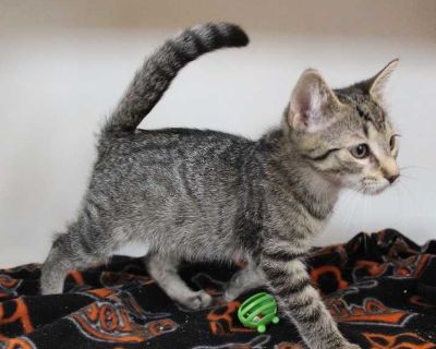 Child. Hair: short. Dandy Dimples is a little bundle of joy who is just waiting for a forever home where she can show off her playful, silly side. This cheerful kitten loves to clown around, chase toys, and explore every nook and cranny always with a big personality and a heart full of curiosity. She s also social and adaptable! Based on her age, Dandy Dimples should do well with kids, other ca...