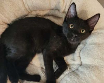 Willie - Domestic Shorthair Male Cat for Adoption