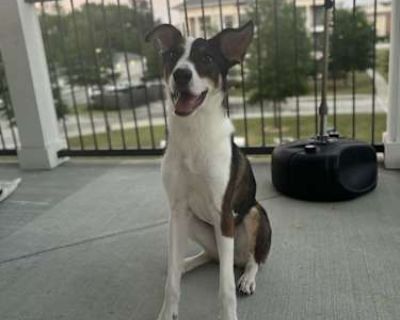 Prince - Husky/German Shepherd Dog Mix Male Dog for Adoption