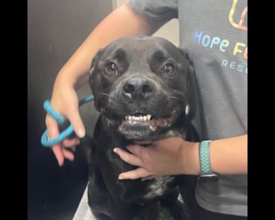 Mr. Sesame - Boxer & Black Labrador Retriever Mix Male Dog for Adoption