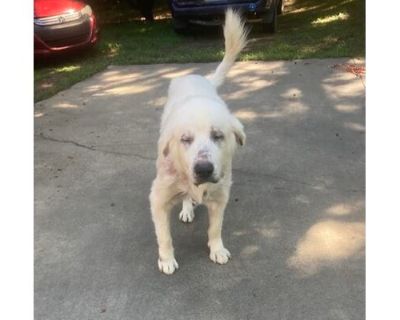 Sandy - Great Pyrenees/Mixed Breed (Medium) Mix Female Dog for Adoption