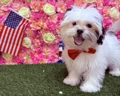 Alastor - Male Malshi Puppy for Sale