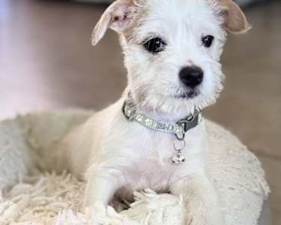 Tucker - Jack Russell Terrier/Maltipoo Mix Male Puppy for Adoption