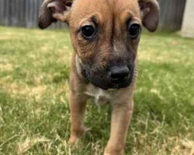 Dora sm - Black Mouth Cur/Labrador Retriever Mix Female Puppy for Adoption
