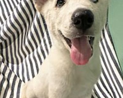 Lobo - Husky/German Shepherd Dog Mix Male Puppy for Adoption