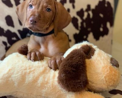 Vizsla puppy