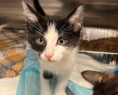 Adult. Black (all). Microchipped. Vaccinated. Adoption process Adoption Specials 2-for-1 Adoptions: Adopt any cat, dog, puppy or kitten for the regular adoption fee (see below), and your fees will be waived on a second pet! All pets come spayed/neutered, vaccinated and microchipped. Companions for Seniors: If you're 60 or older and adopt an animal, your adoption fee is waived!! All animals are ...