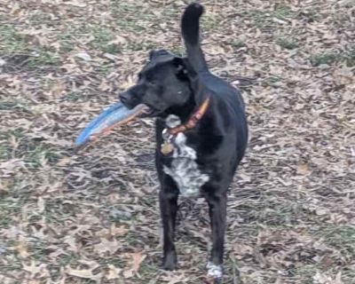 Jetsen - Labrador Retriever/Mutt Mix Male Puppy for Adoption