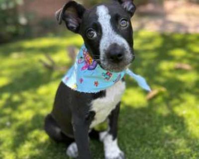 Stewie - American Pit Bull Terrier Male Puppy for Adoption