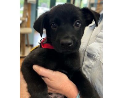 Pumpernickel - AVAILABLE - Mixed Breed (Small)/Mixed Breed (Medium) Mix Male Puppy for Adoption