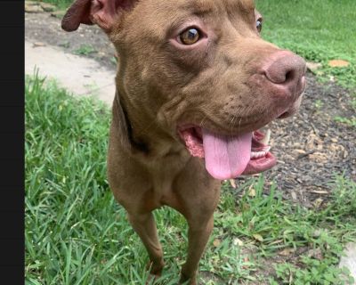 Smooch - American Staffordshire Terrier & Boxer Mix Male Dog for Adoption