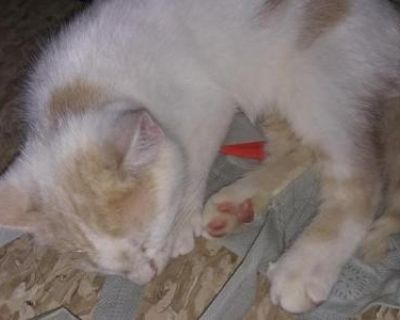 Snowball - Domestic Male Kitten For Sale