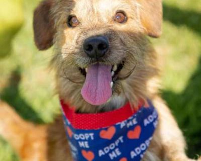 Jack - Terrier (Unknown Type, Medium) Male Dog for Adoption