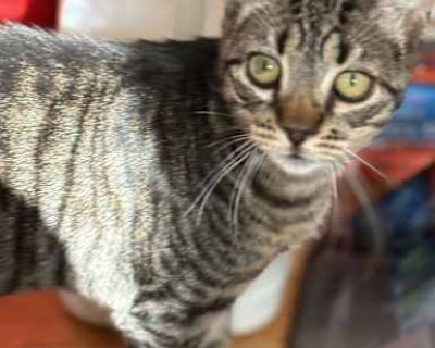 Curly Fry is desperately in need of a foster. Please reach out if interested at catassistanceny@gmail.com. Good with dogs. Breed Tabby Color Spotted Tabby/Leopard Spotted Age Kitten Sex Male Pet ID Hair Length short