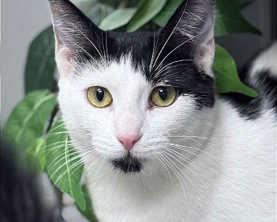 Mystique - Domestic Shorthair Female Cat for Adoption