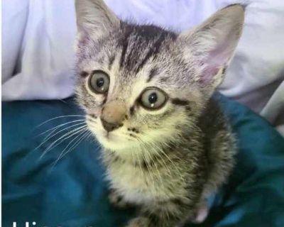 Hiccup - Domestic Shorthair Male Kitten for Adoption
