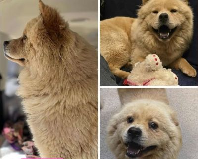 At just 2 years old, sweet Francine has already been through far too much. She was on the euthanasia list when our team stepped in to give her the second chance she so deeply deserved. Now safe and settling in, this lovely girl is taking life one gentle brush and one cozy cuddle at a time. She's still sensitive in a few spots, so her foster is moving slowly, helping her learn that soft hands an...