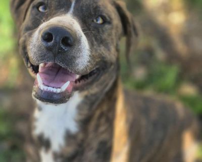 Max - Pit Bull Terrier Mix Male Puppy for Adoption