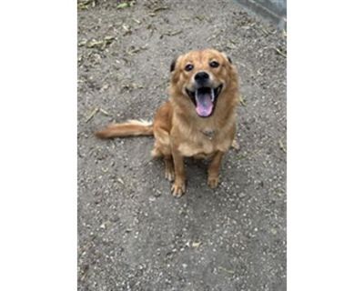 SAILOR - Golden Retriever Female Dog for Adoption