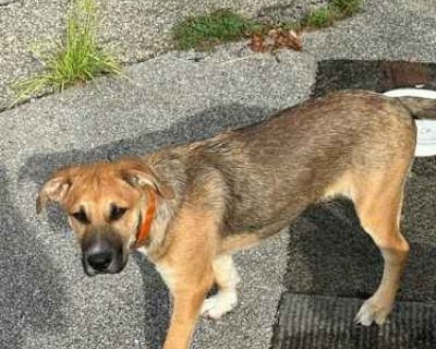 Tiger - Black Mouth Cur/Labrador Retriever Mix Male Puppy for Adoption